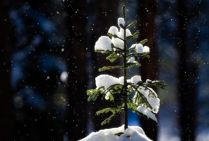 Snow-covered Pine Sapling
