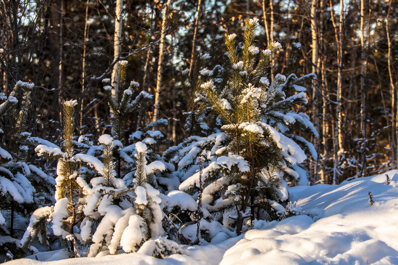 Snow-covered Pine Saplings