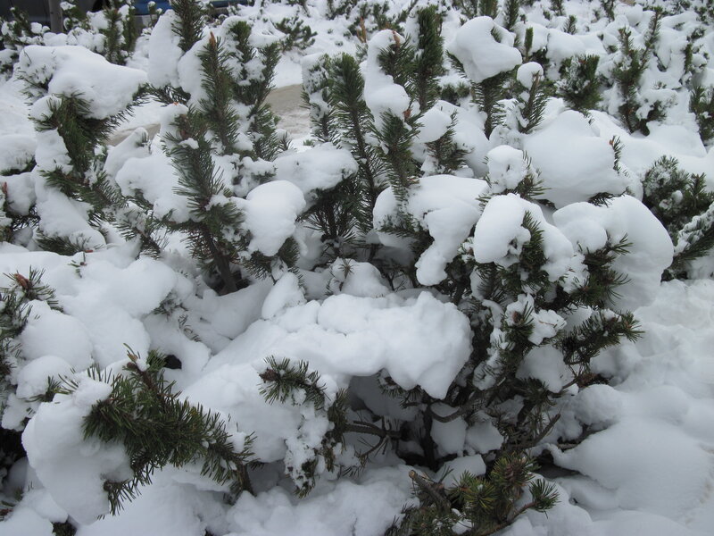 Snow-covered Pine Shrubs