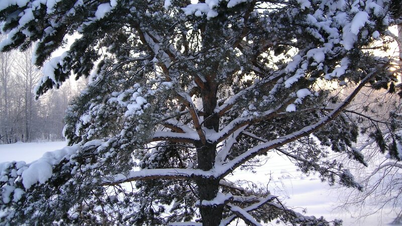 snow-covered pine tree