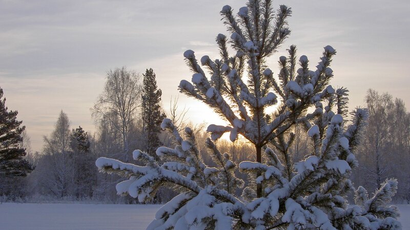 Snow-covered pine tree at sunset