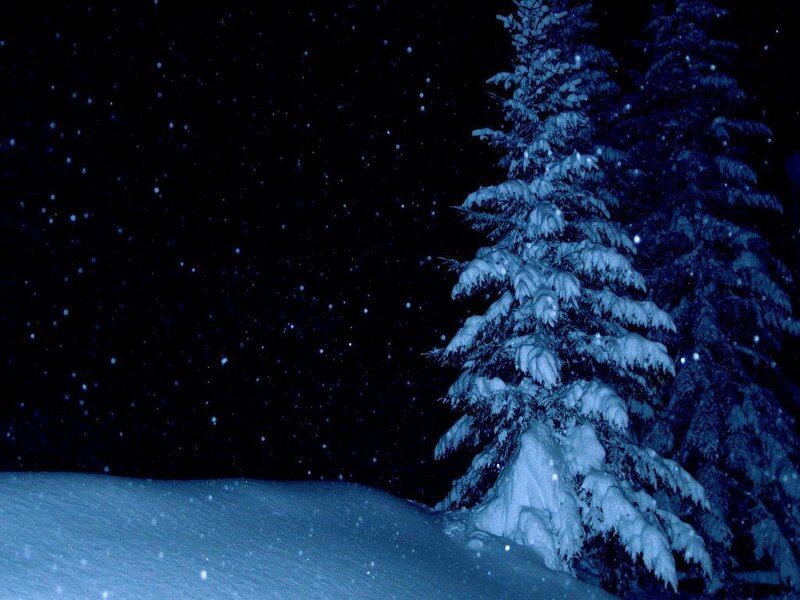Snow-covered Pine Tree — Blue, Serene, Night, Photograph