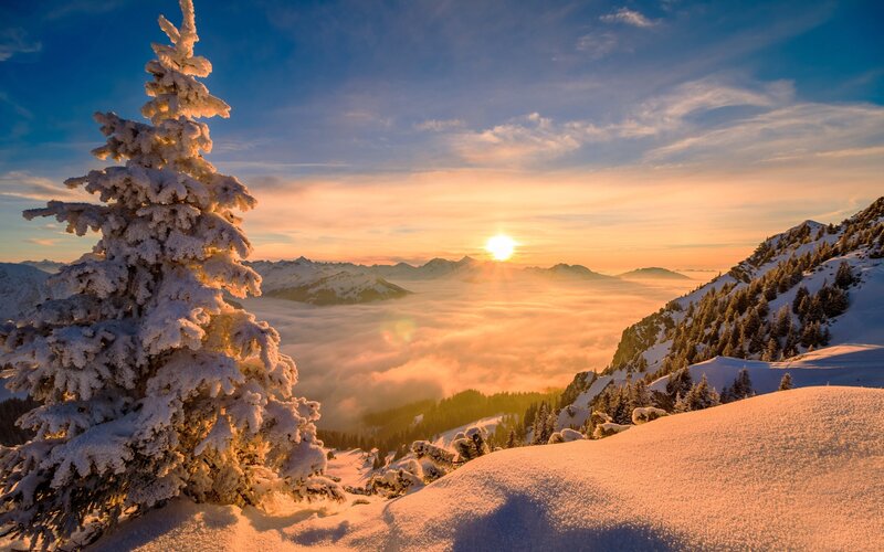 Snow-covered Pine Tree — Blue, Serene, Sunrise
