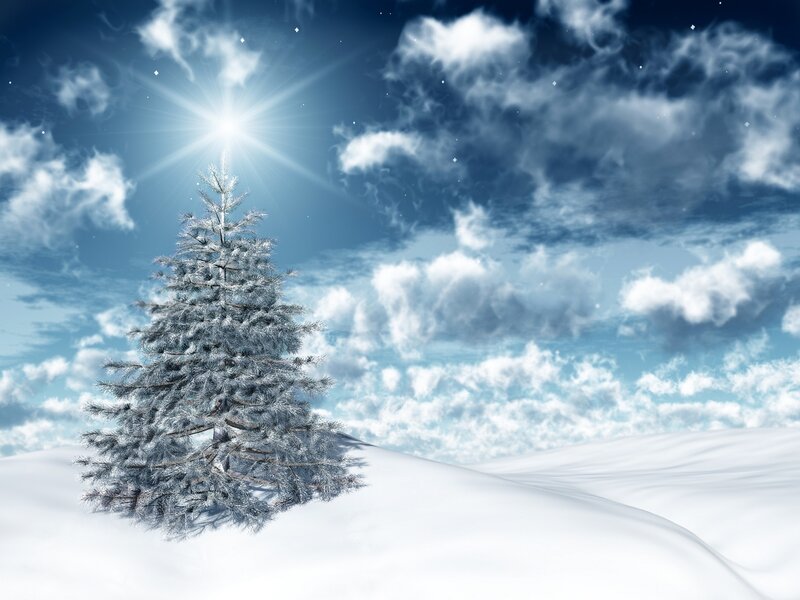 Snow-covered Pine Tree — Blue, Serene