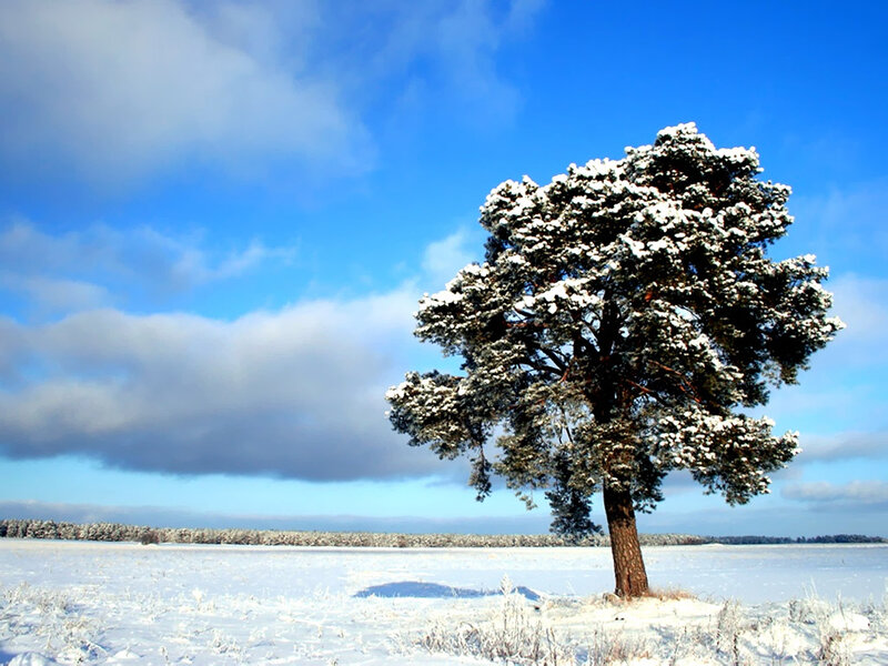 Snow-covered Pine Tree — Blue, Serene, Winter, Photograph, Field