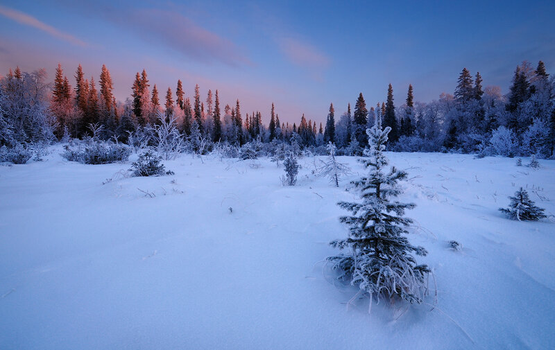 Snow-covered Pine Tree — Blue, Serene, Winter, Photograph, Forest