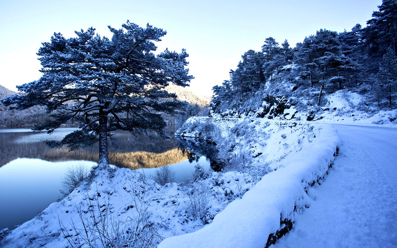 Snow-covered Pine Tree — Blue, Serene, Winter, Photograph, Lake