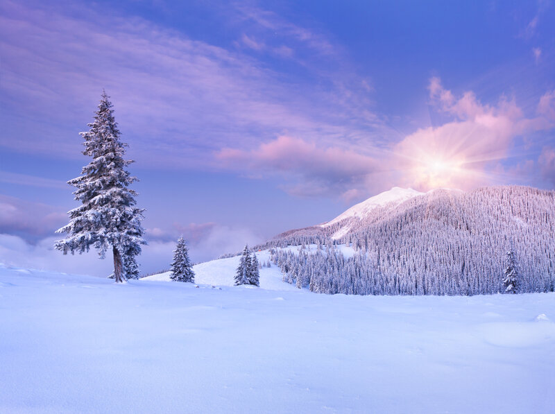 Snow-covered Pine Tree — Blue, Serene, Winter, Photograph, Mountain, Forest