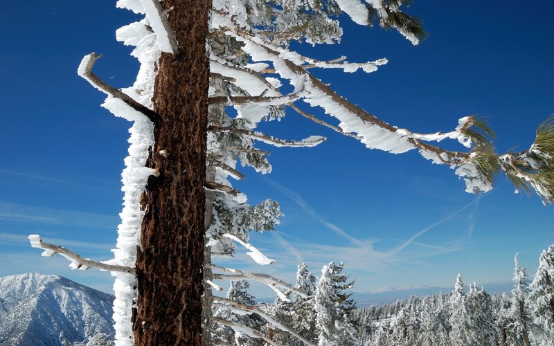 Snow-covered Pine Tree — Blue, Serene, Winter, Photograph, Mountain, Sky