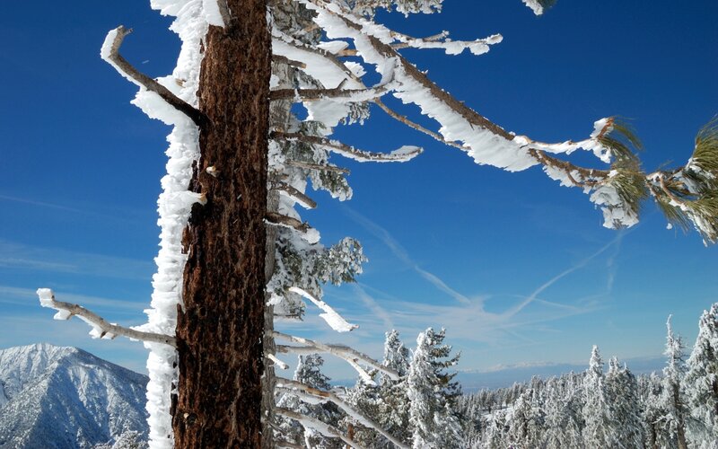 Snow-covered Pine Tree — Blue, Serene, Winter, Photograph, Mountain