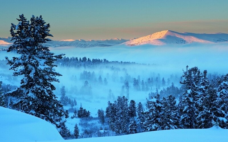 Snow-covered Pine Tree — Blue, Serene, Winter, Photograph, Mountains, Fog, Trees, Snow