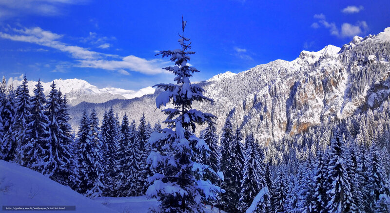 Snow-covered Pine Tree — Blue, Serene, Winter, Photograph, Mountains, Forest