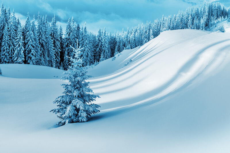 Snow-covered Pine Tree — Blue, Serene, Winter, Photograph, Pine Trees, Snow