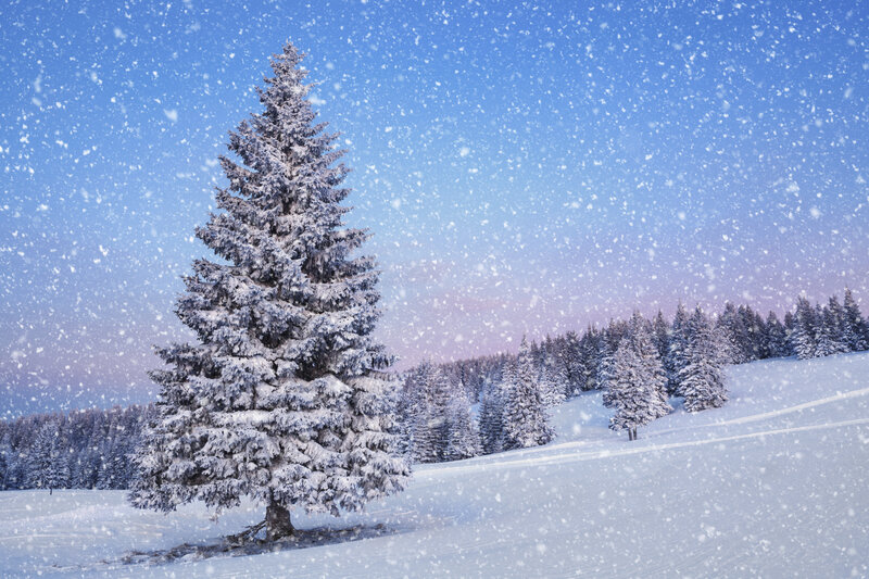Snow-covered Pine Tree — Blue, Serene, Winter, Photograph, Snow, Forest