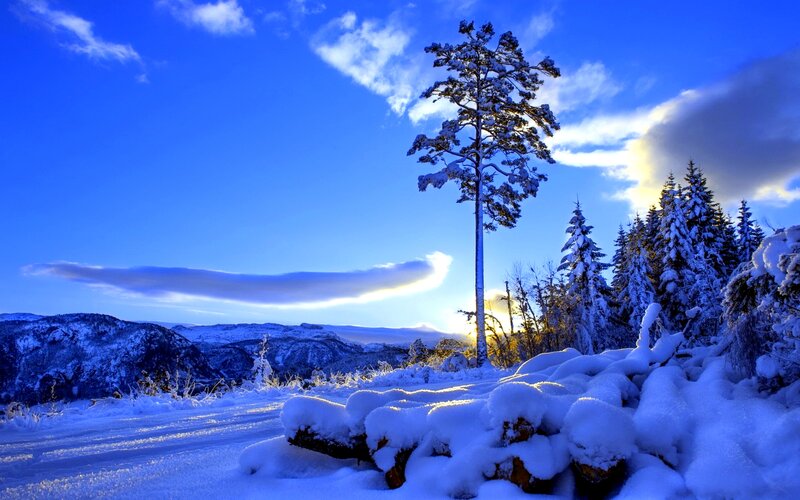 Snow-covered Pine Tree — Blue, Serene, Winter, Photograph, Snow, Mountains