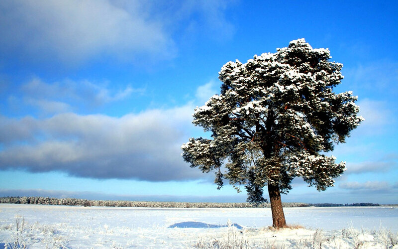 Snow-covered Pine Tree — Blue, Serene, Winter, Photograph, Snow, Sky, Clouds