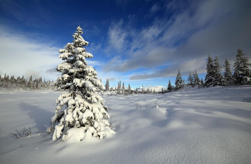 Snow-covered Pine Tree — Blue, Serene, Winter, Photograph, Snow, Sky