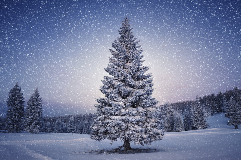 Snow-covered Pine Tree — Blue, Serene, Winter, Photograph, Snow