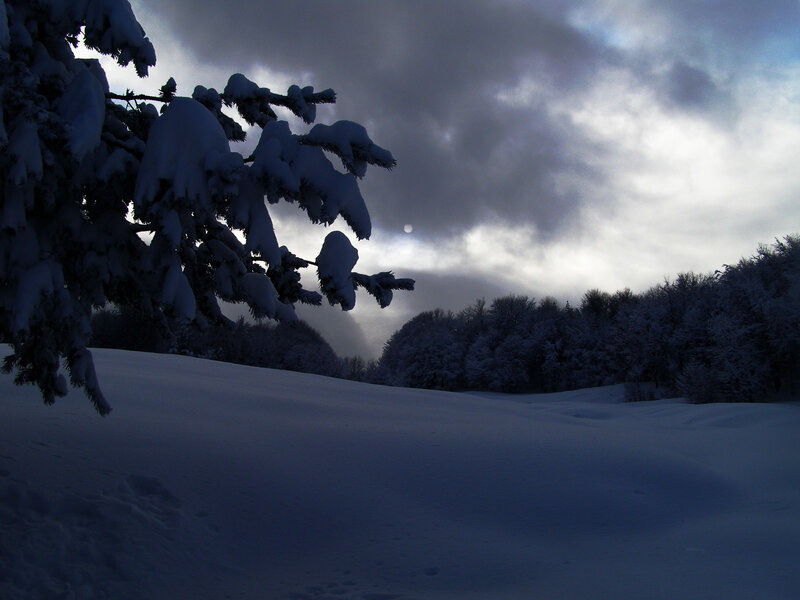 Snow-covered Pine Tree — Blue, Serene, Winter, Photograph, Snow, Trees, Clouds