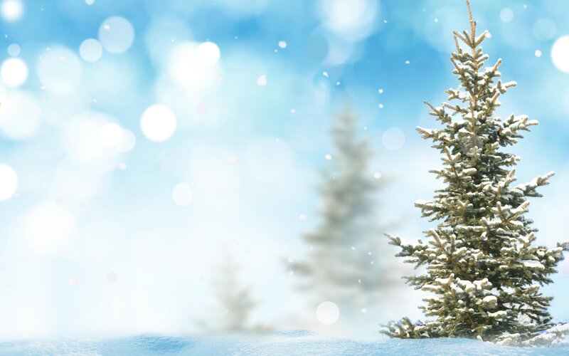 Snow-covered Pine Tree — Blue, Serene, Winter, Photograph, Snow, Trees
