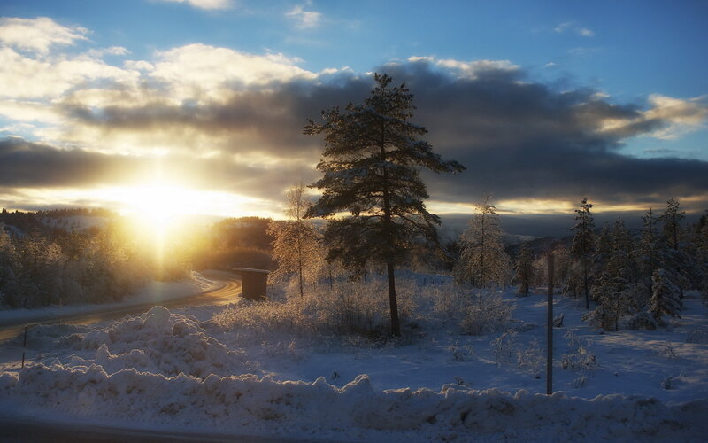 Snow-covered Pine Tree — Blue, Serene, Winter, Photograph, Sunrise