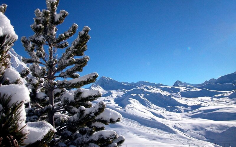 Snow-covered Pine Tree — Blue, Serene, Winter, Photograph