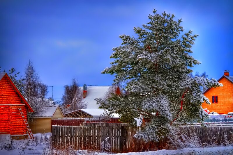 Snow-covered Pine Tree — Blue, Serene, Winter, Photograph, Wooden Fence