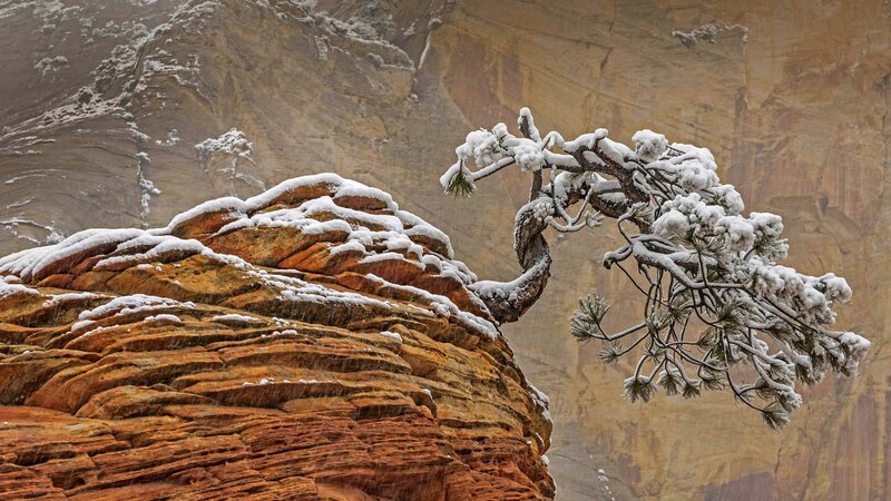 Snow-covered Pine Tree — Brown