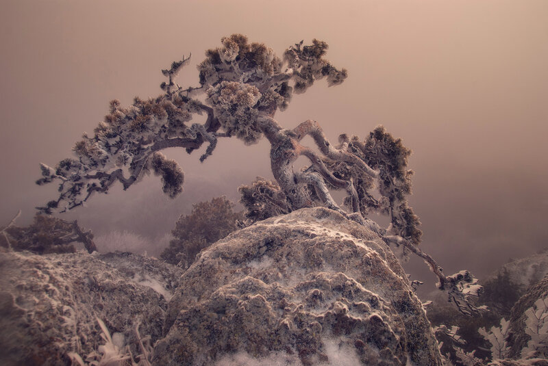 Snow-covered Pine Tree — Gray, Misty