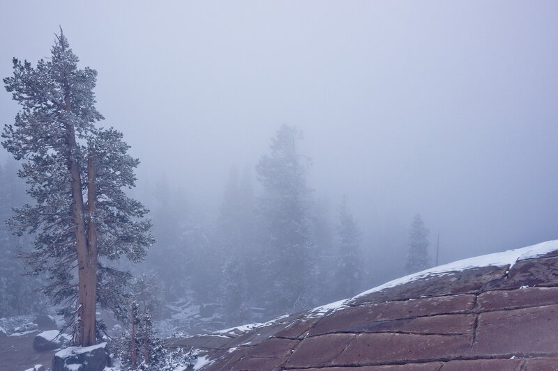 Snow-covered Pine Tree — Gray