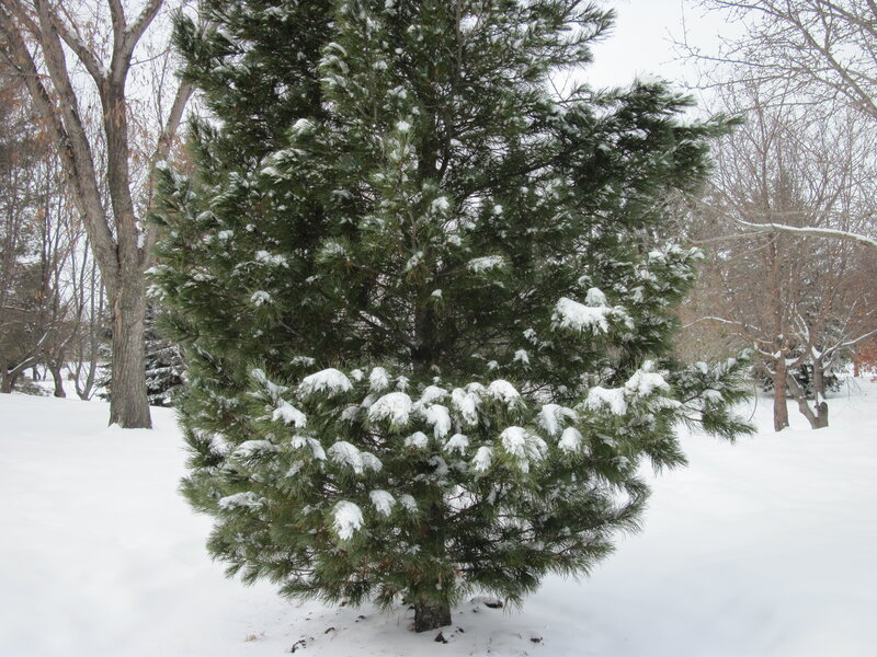Snow-covered Pine Tree — Green, Calm