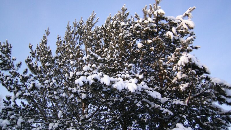 Snow-covered Pine Tree — Green, Calm, Winter, Photograph, Snow