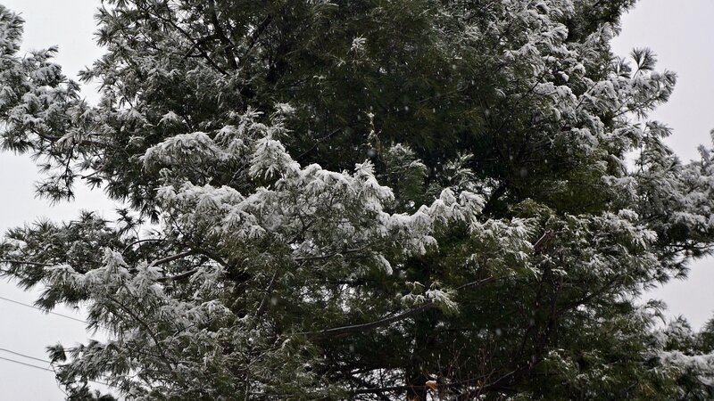 Snow-covered Pine Tree — Green, Calm, Winter, Photograph