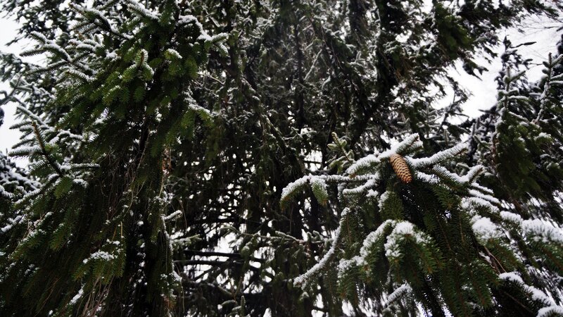 Snow-covered Pine Tree — Green, Calm, Winter