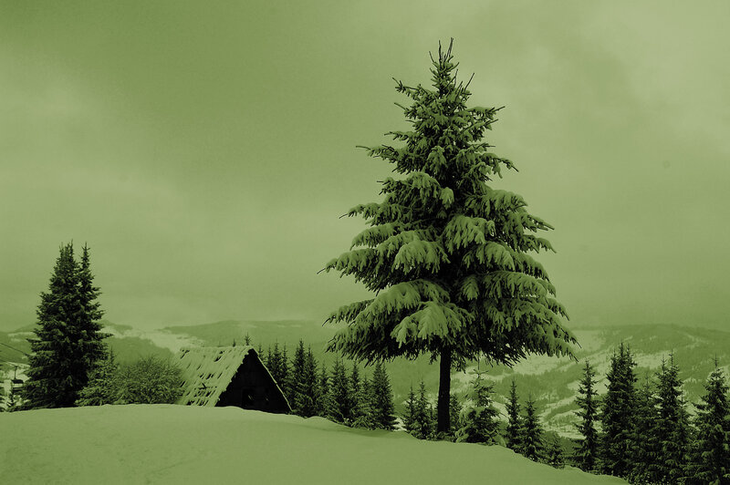 Snow-covered Pine Tree — Green, Serene, Winter, Photograph