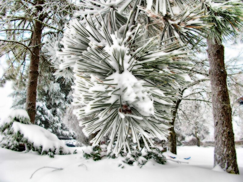 Snow-covered pine tree in winter