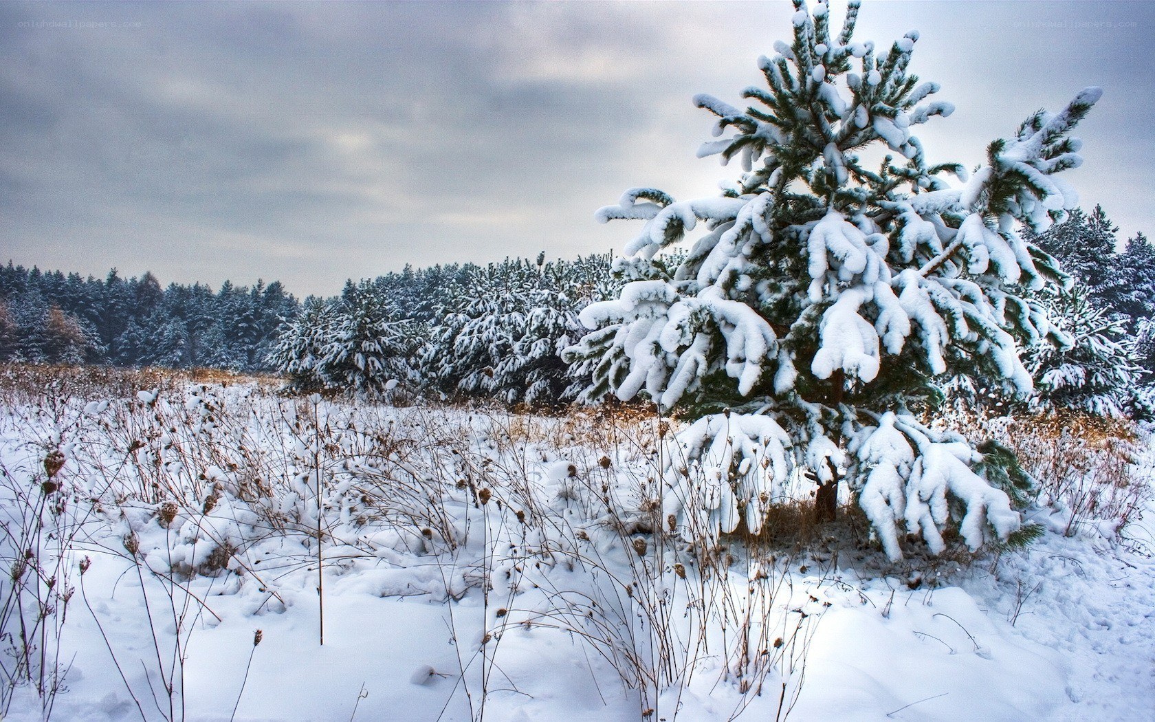 Snow-covered pine tree in winter