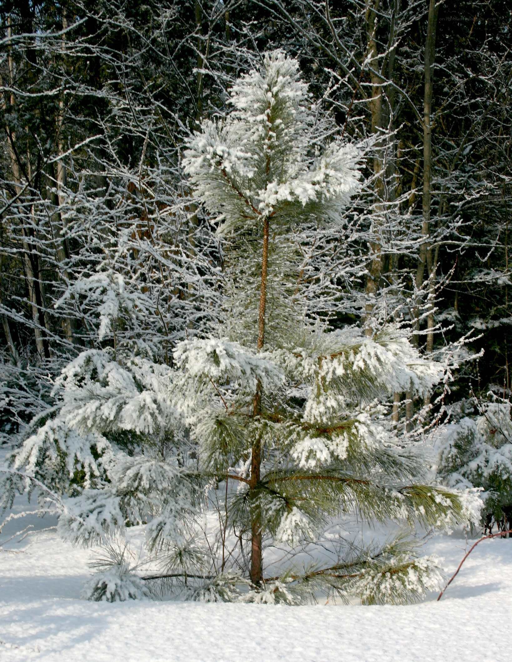 Snow-covered pine tree in winter