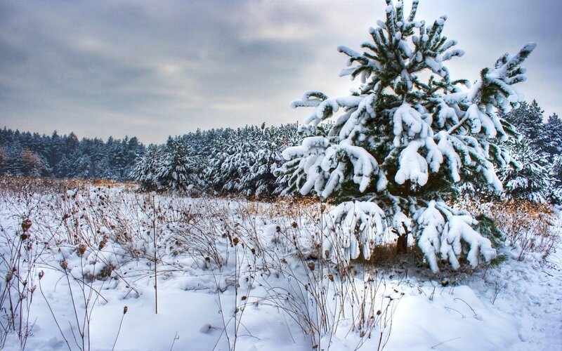 Snow-covered pine tree in winter