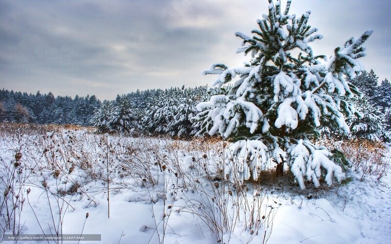 Snow-covered pine tree in winter