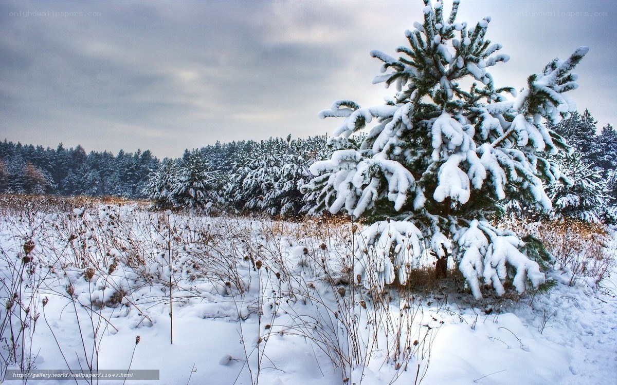 Snow-covered pine tree in winter