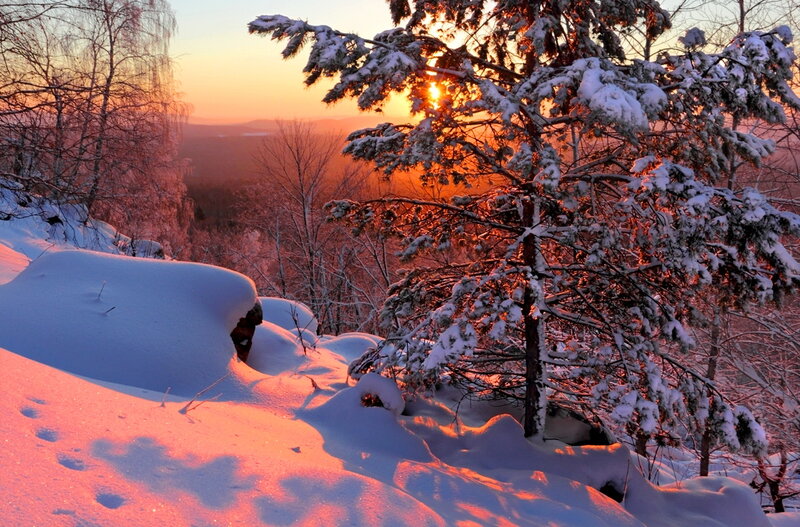 Snow-covered Pine Tree — Orange, Serene
