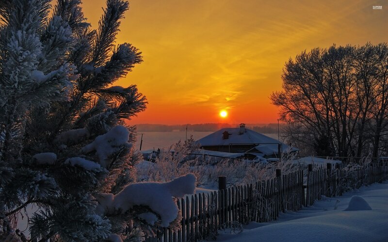 Snow-covered Pine Tree — Orange, Serene, Winter