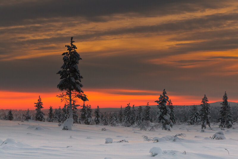 Snow-covered Pine Tree — Orange