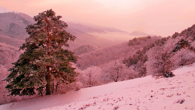 Snow-covered Pine Tree — Pink