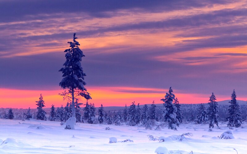 Snow-covered Pine Tree — Purple, Serene, Sunset