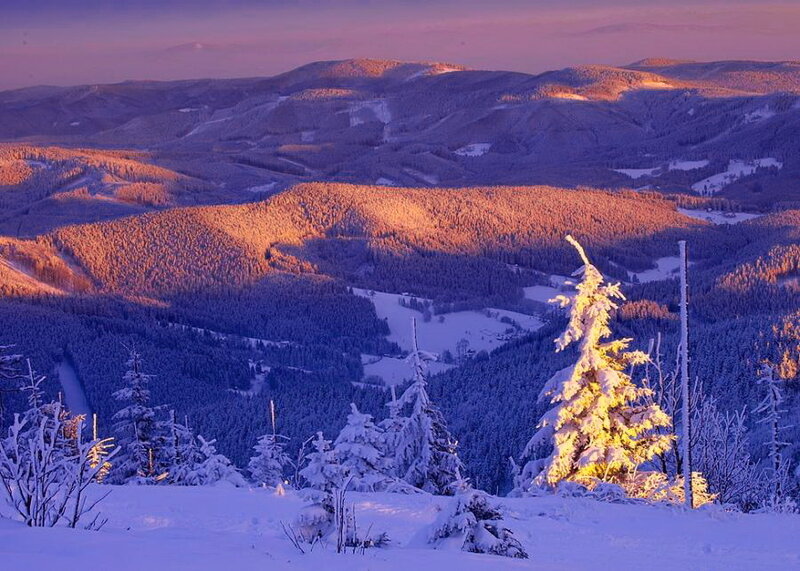 Snow-covered Pine Tree — Purple, Serene