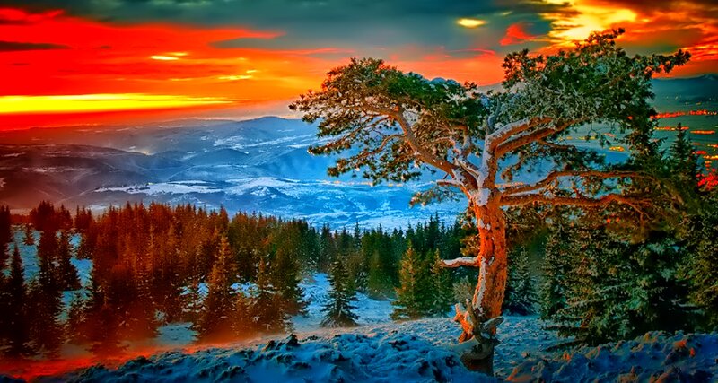 Snow-covered Pine Tree — Red