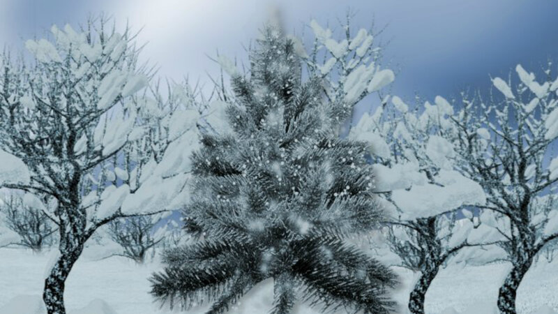 Snow-covered Pine Tree — White, Cold