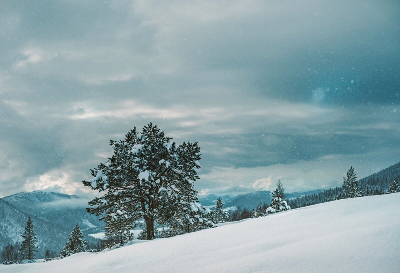 Snow-covered Pine Tree — White, Cold, Winter
